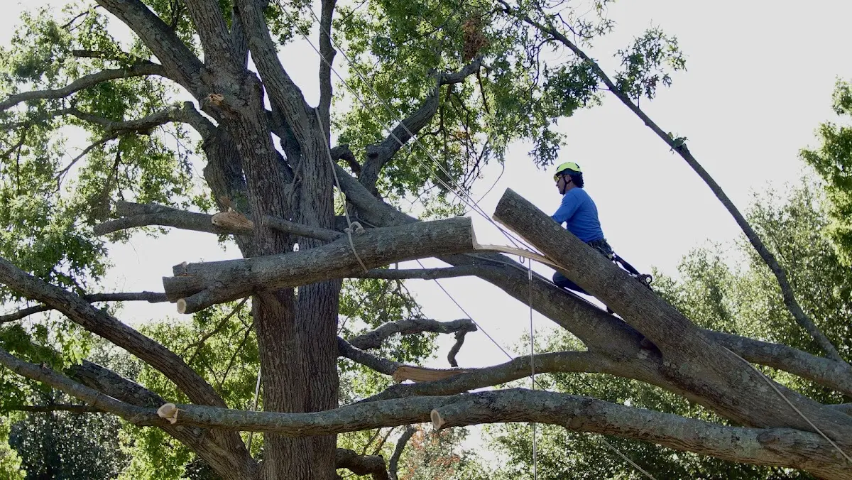 Professional Hazardous Tree Removal performed by certified arborists in Sullivan City