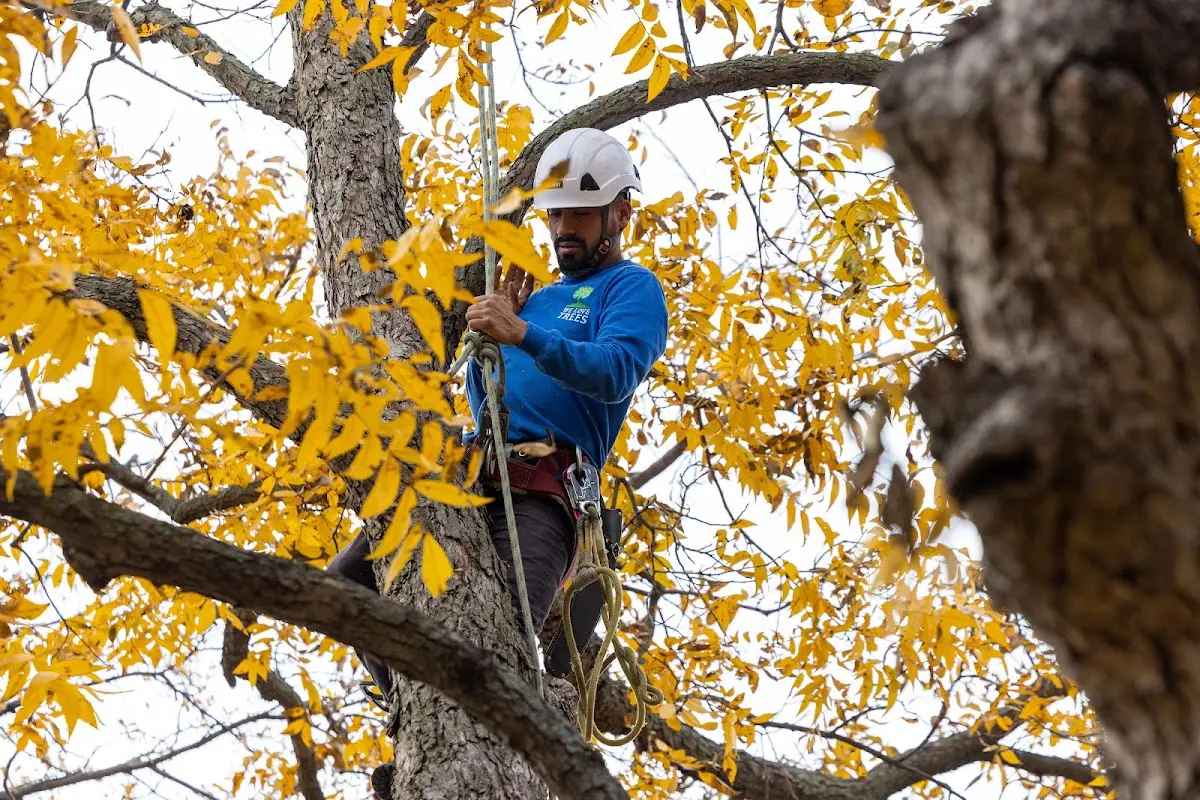 Skilled Tree Trimming crew working in Sullivan City