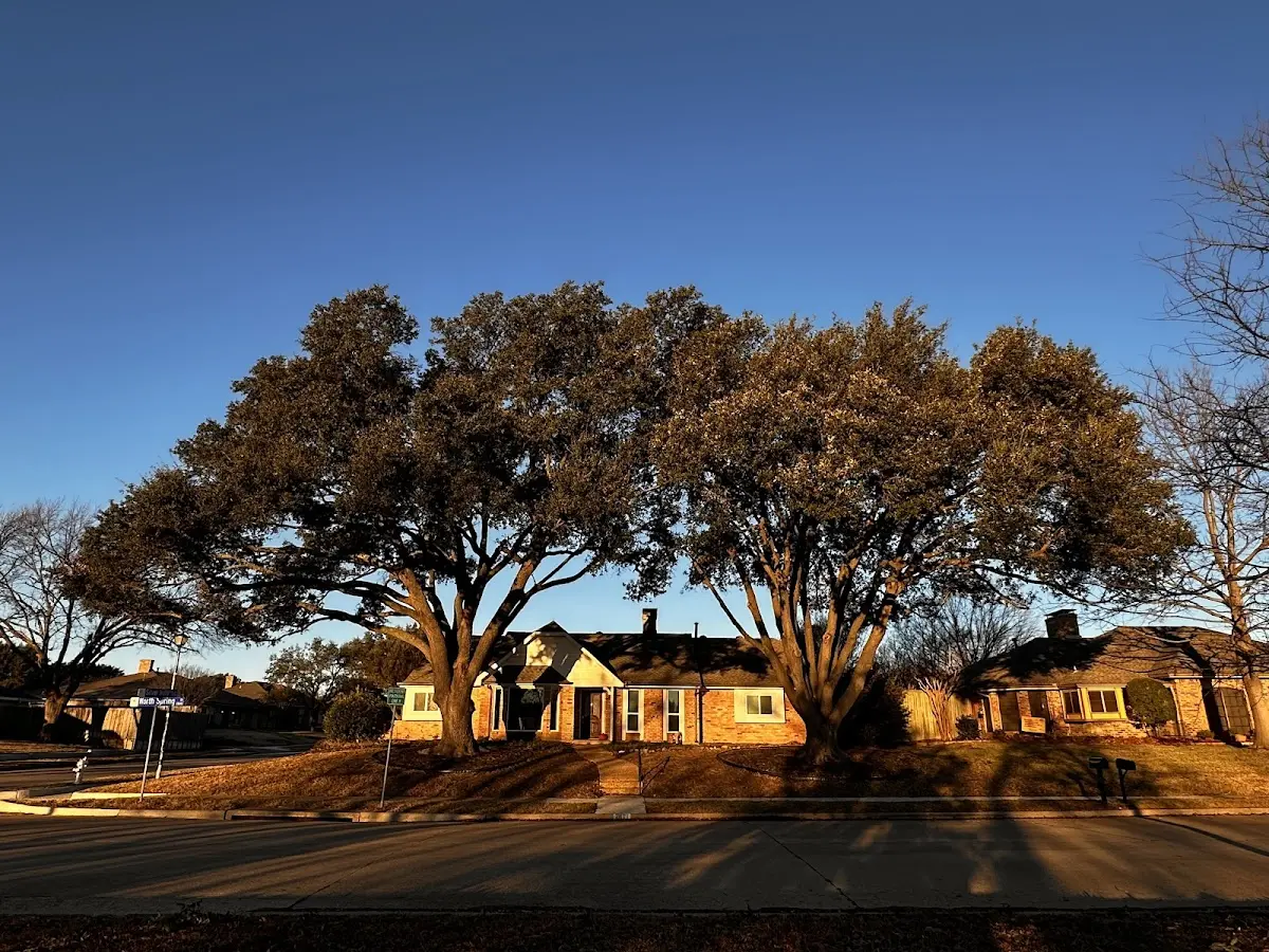 Established residential canopy tree shading a home in Sullivan City